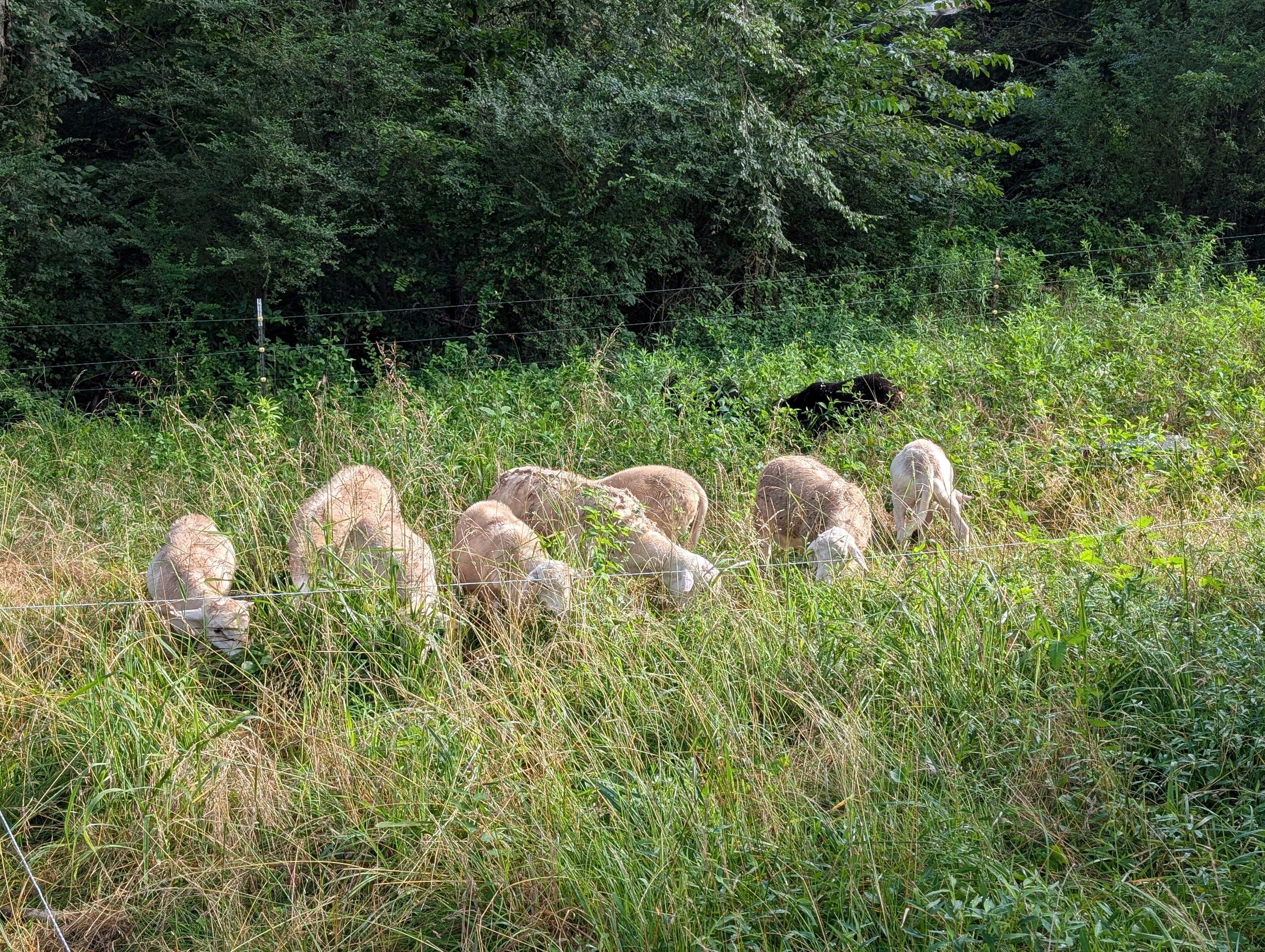 How to eat grass (and actually love it) while getting tons of benefits from it