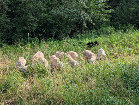 How to eat grass (and actually love it) while getting tons of benefits from it