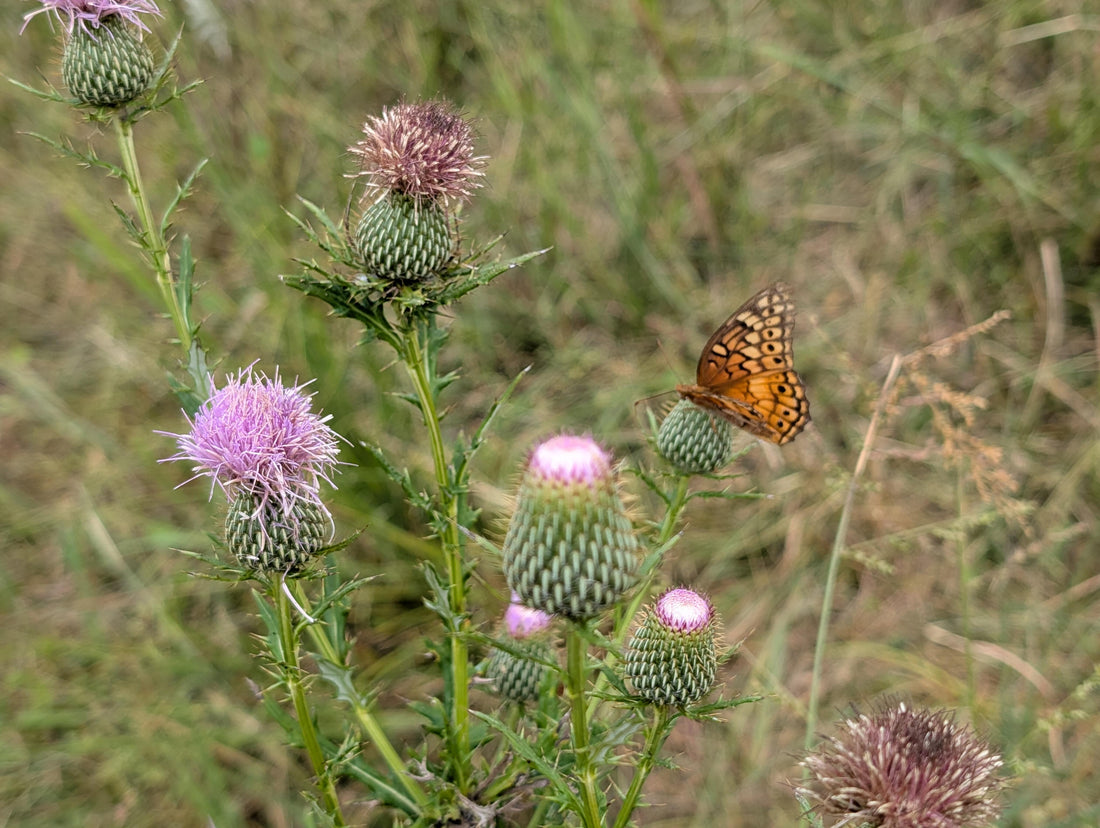 Here's 5 Reasons Why You Might Fall in Love with Regenerative Ag.