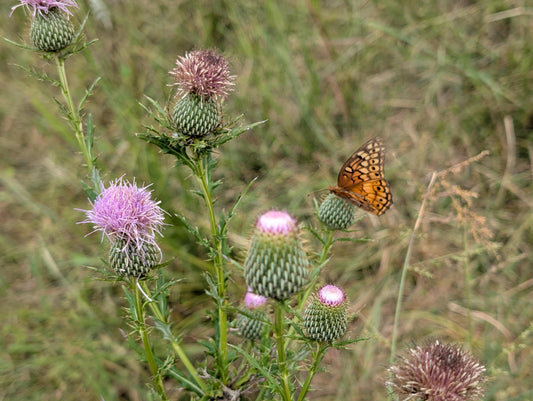 Here's 5 Reasons Why You Might Fall in Love with Regenerative Ag.